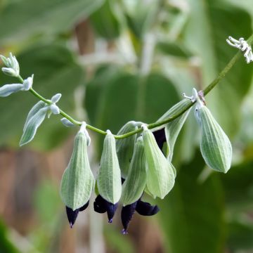 Peruanischer Salbei - Salvia discolor