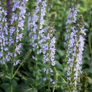 Salvia nemorosa Colorspires Crystal Blue - Steppen-Salbei