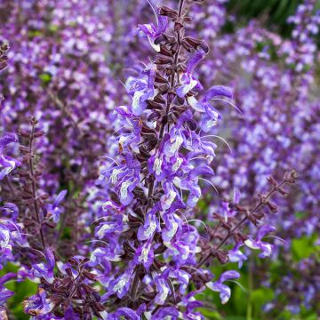 Salvia forsskaolei - Balkan-Salbei