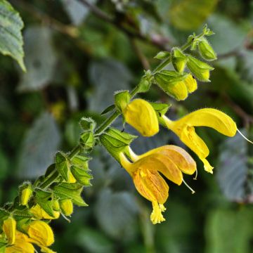 Salvia glutinosa - Klebriger Salbei