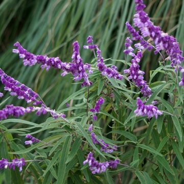 Salvia leucantha - Strauchige Salbei