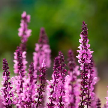 Salvia nemorosa Caradonna Pink - Steppen-Salbei