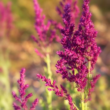 Salvia nemorosa Schwellenburg - Steppen-Salbei