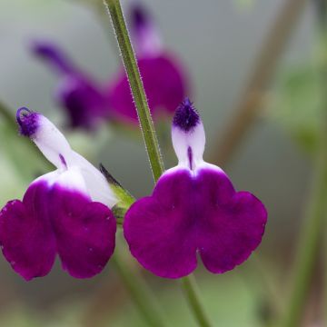 Salvia greggii Amethyst Lips - Strauchiger Salbei