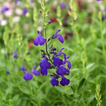 Salvia microphylla Blue Note