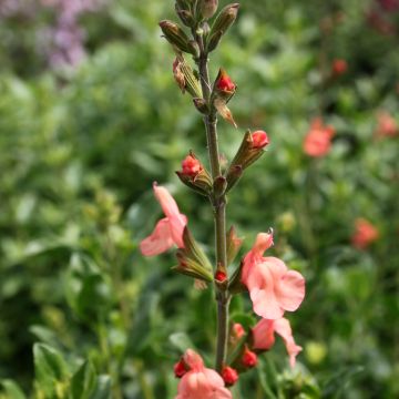 Salvia jamensis California Sunset