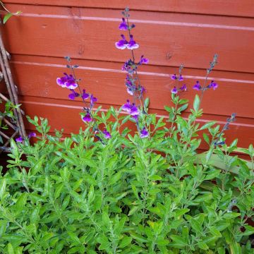 Salvia microphylla Oriental Dove®