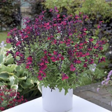 Salvia greggii Mirage Burgundy - Strauchiger Salbei