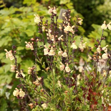 Salvia greggii Mirage Cream - Strauchiger Salbei