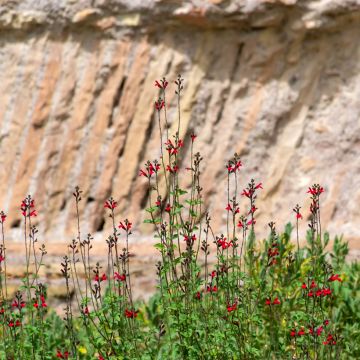 Salvia microphylla Royal Bumble