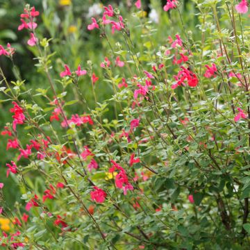 Sauge arbustive - Salvia microphylla grahamii