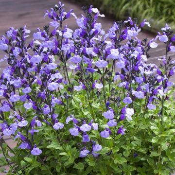 Salvia microphylla So Cool Pale Blue