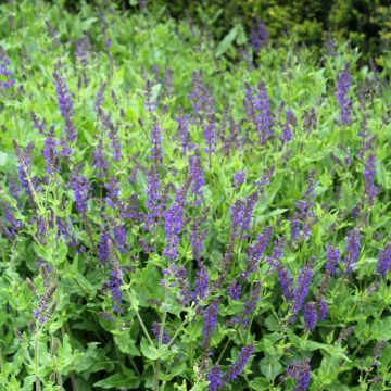 Sauge des bois - Salvia nemorosa Viola Klose