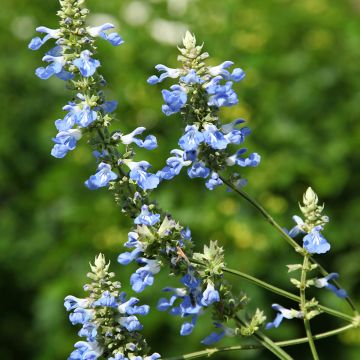 Salvia uliginosa - Sumpf-Salbei