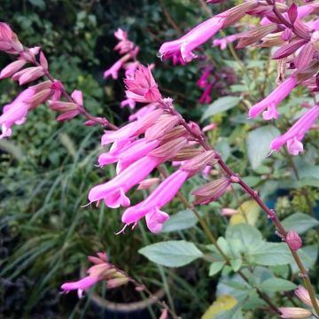 Salvia Kisses and Wishes - Ziersalbei