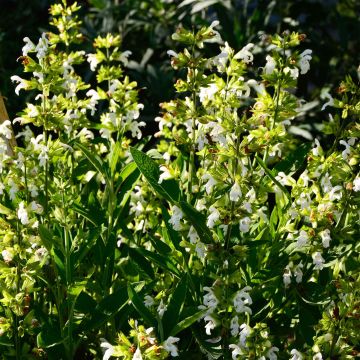 Echter Salbei Albiflora - Salvia officinalis