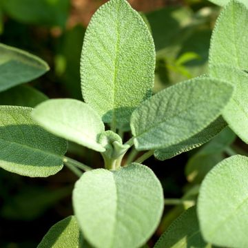 Echter Salbei - Salvia officinalis B