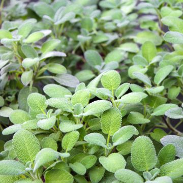 Echter Salbei Maxima - Salvia officinalis