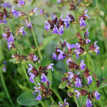 Salvia officinalis - Echter Salbei