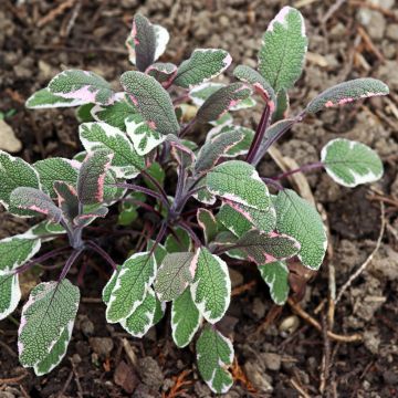 Echter Salbei Tricolor - Salvia officinalis