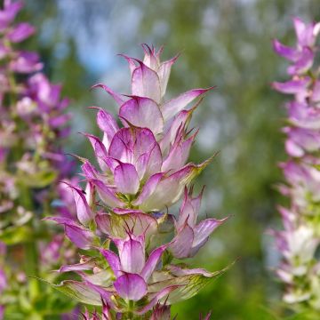 Muskat-Salbei - Salvia sclarea