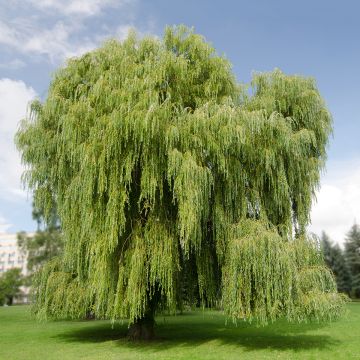 Silber-Weide Tristis - Salix alba