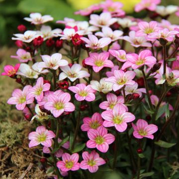 Saxifraga Irish - Rasen-Steinbrech