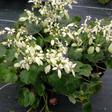 Saxifraga OPERA Orpheus - Herbst-Steinbrech