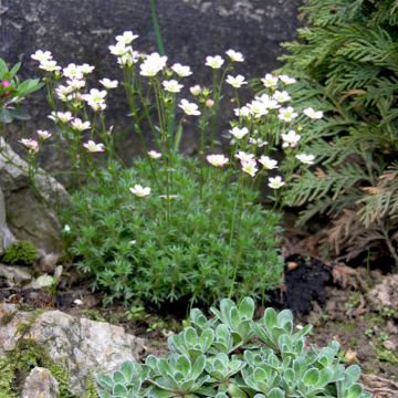 Saxifraga arendsii Adebar - Saxifrage mousse