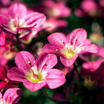 Saxifraga arendsii Peter Pan - Garten-Moos-Steinbrech