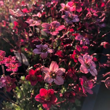 Saxifraga arendsii Purpurteppich - Garten-Moos-Steinbrech