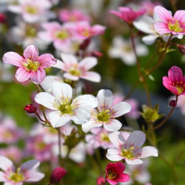 Saxifraga arendsii Ware's Crimson - Garten-Moos-Steinbrech