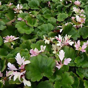 Saxifraga cortusifolia Cheap Confections - Herbst-Steinbrech