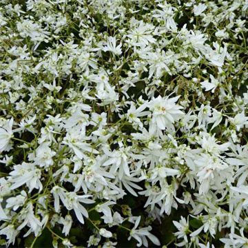 Saxifraga cortusifolia Shiranami - Herbst-Steinbrech