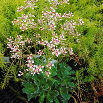 Saxifraga cotyledon Southside Seedling - Strauß-Steinbrech