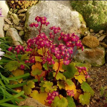 Saxifraga fortunei Gokka - Herbst-Steinbrech