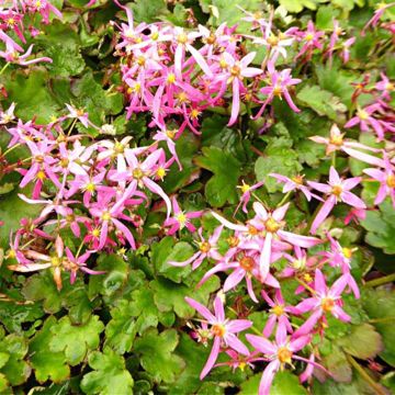 Saxifraga fortunei Sugar Plum Fairy - Herbst-Steinbrech