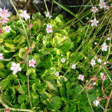 Saxifraga umbrosa Variegata - Schatten-Steinbrech