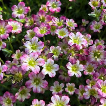 Saxifraga arendsii Pixie - Garten-Moos-Steinbrech