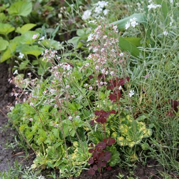 Saxifraga urbium Aureopunctata - Porzellanblümchen