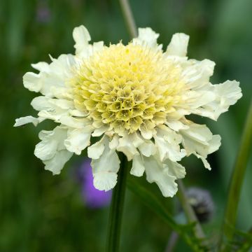 Gelbe Skabiose - Scabiosa ochroleuca