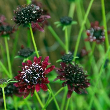 Scabieuse noire - Scabiosa Chile Black