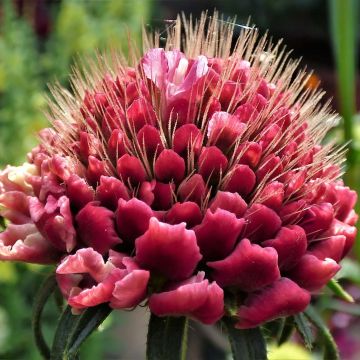 Samt-Skabiose Marshmallow Scoop - Scabiosa atropurpurea