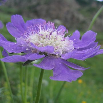 Große Skabiose Kompliment - Scabiosa caucasica