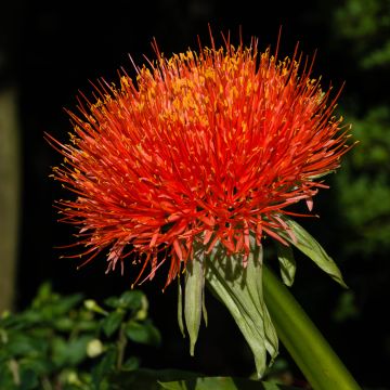 Scadoxus multiflorus subsp multiflorus - Blutblume