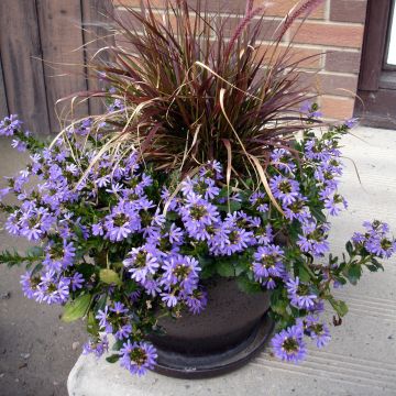 Scaevola aemula Surdiva Bleu - Blaue Fächerblume