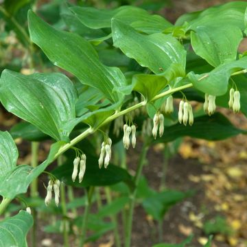 Sceau de Salomon - Polygonatum multiflorum