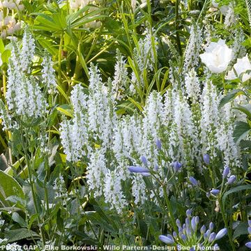 Salvia nemorosa Schneehügel - Steppen-Salbei