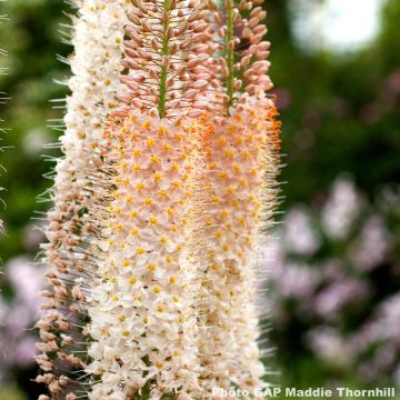 Eremurus Romance - Steppenkerze