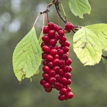 Chinesisches Spaltkörbchen Sadova N°1 - Schisandra chinensis